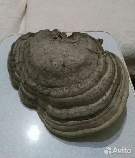 Гриб Трутовик продам