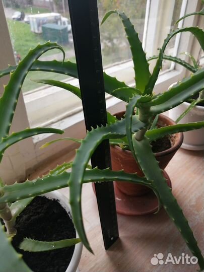 Алоэ, столетник