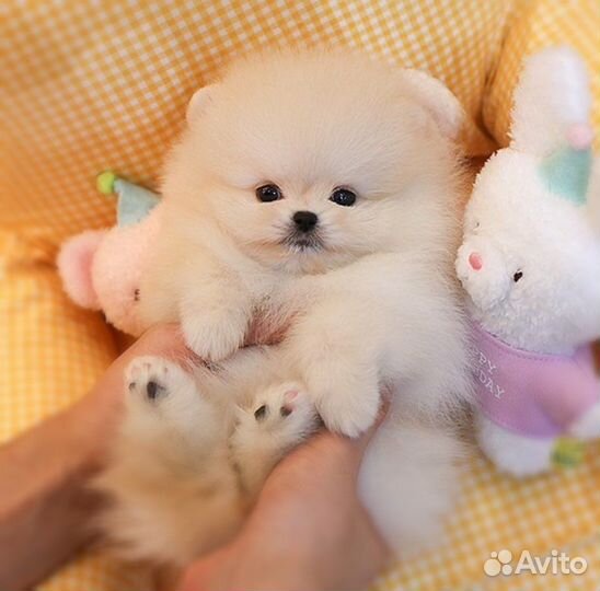 Супер Мини Мишки