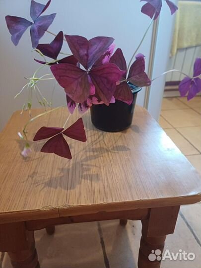 Кислица фиолетовая