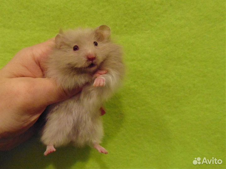 Сирийские, ангорские хомяки - медвежата, клетки