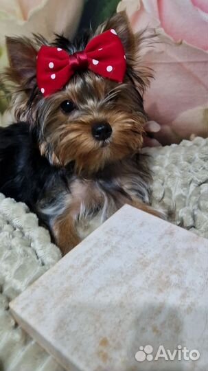 Счастье в дом