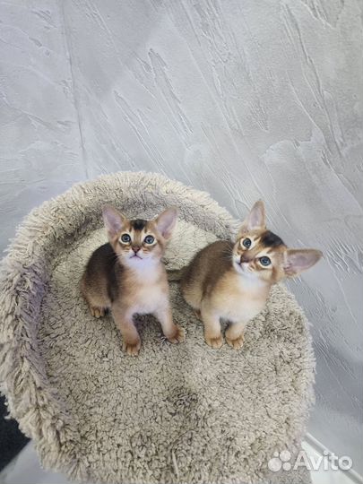 Абиссинские котята