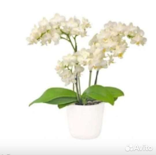 Орхидея фаленопсис 