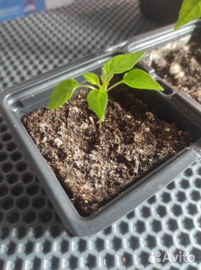 Перец комнатный острый