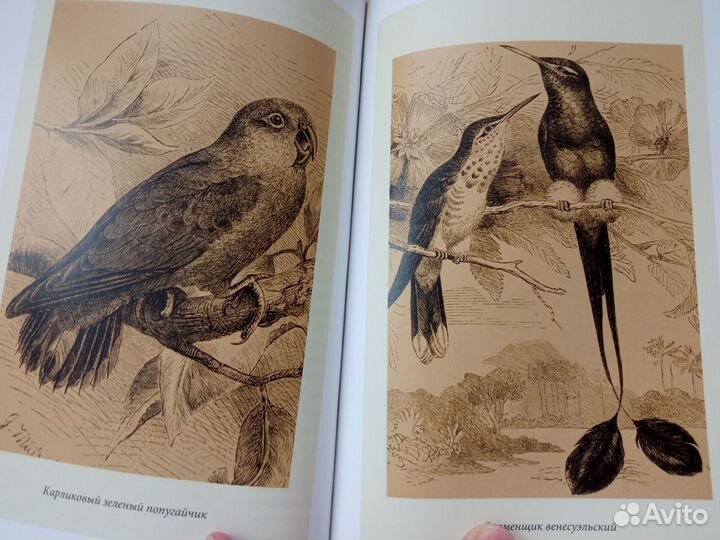 А. Брем энциклопедия о жизни животных