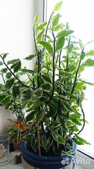 Педилантус