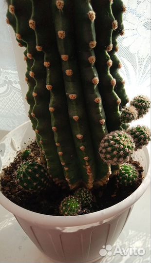 Кактус детки