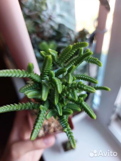 Суккуленты-1