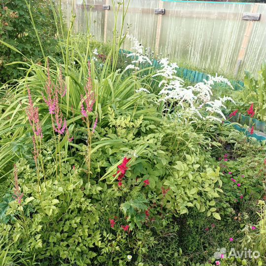 Многолетние цветы