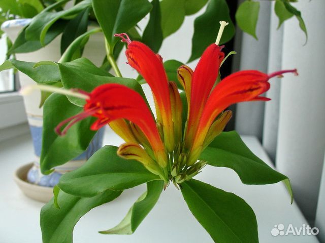 Эсхинантусы