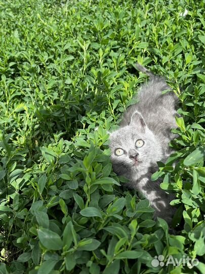 Котята в добрые руки даром