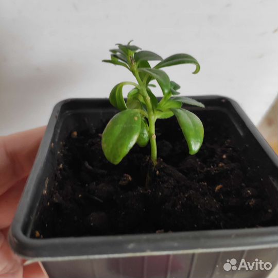 Нематантус (золотые рыбки)