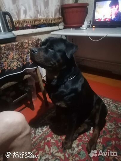 Вязка ротвейлер