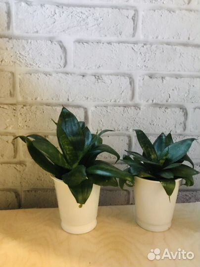 Сансевиерия/тещин язык/щучий хвост