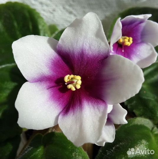 Фиалка Optimara My Love (детка)