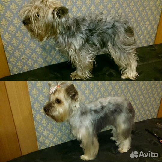 Стрижка собак Йорков, Йоркширских терьеров