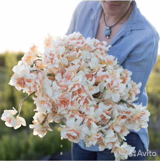 Луковицы нарциссов Replete