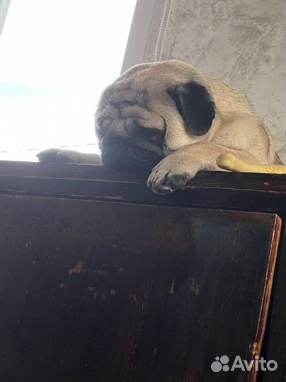 Мопс вязка мальчик