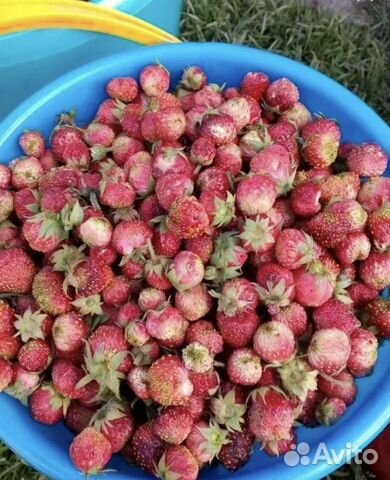 Земклуника