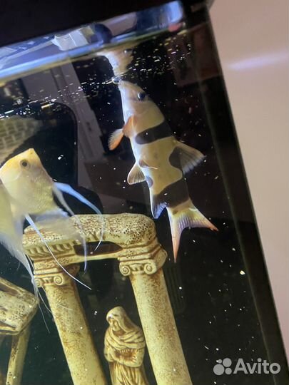 Аквариум с рыбами