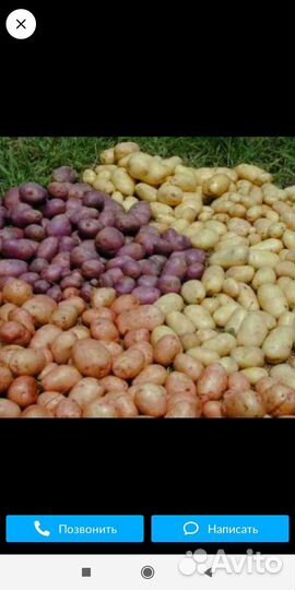 Семенной картофель