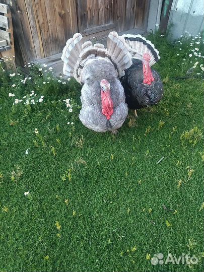 Домашние животные птицы