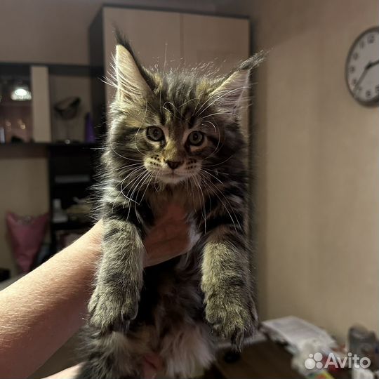 Котята Мэйн-кун