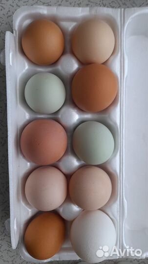 Домашние куриные яйца и мясо бройлера
