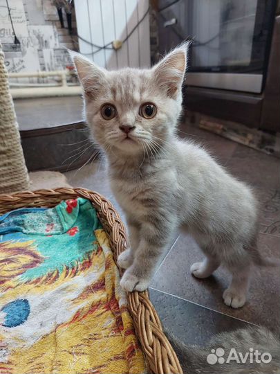 Британская кошка