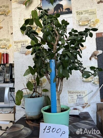 Денежное дерево, толстянка