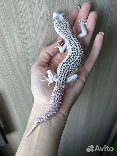 Эублефар Total Eclipse White Face