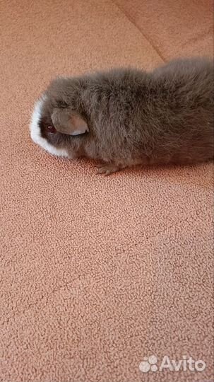 Морская свинка