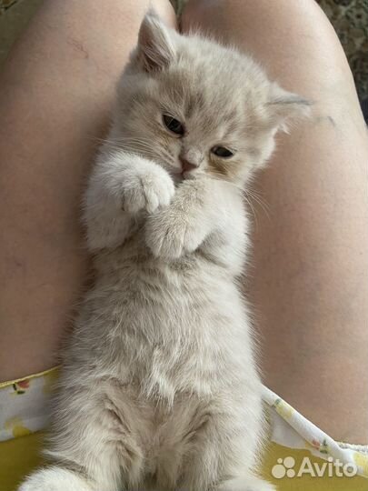 Продам котят британцев