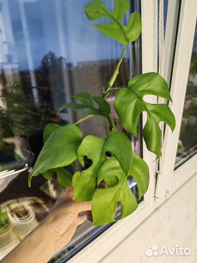 Алоказии, Синнгониум, филодендрон, монстера