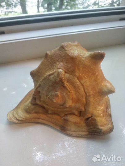 Морская раковина большая