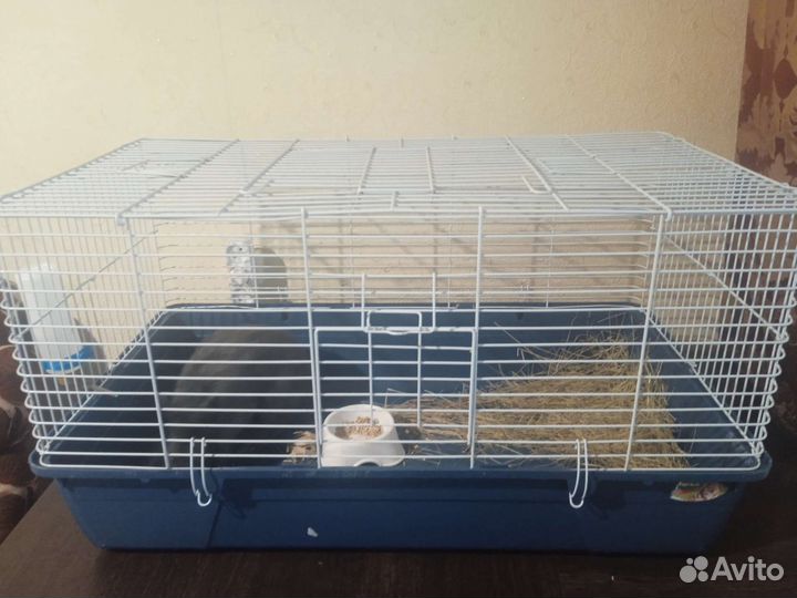 Карликовый декоративный кролик