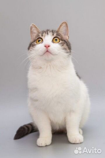 Кошка 1,5 года