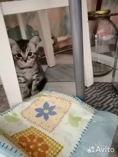 Кошки в добрые руки