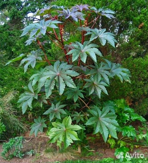 Клещевина семена