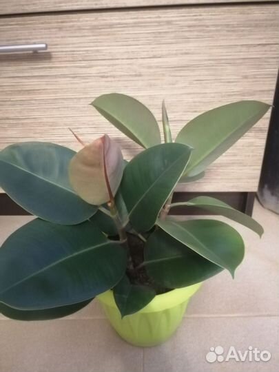 Фикус каучуконосный эластика