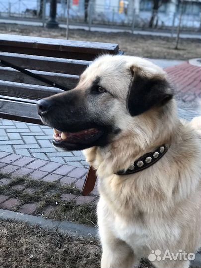 Молодой пёс ждёт своих хозяев. Отдам в дар