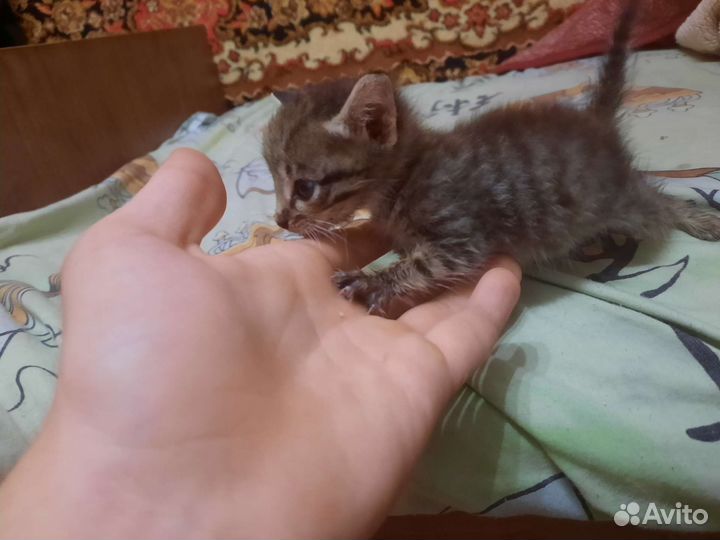 Отдам в добрые руки