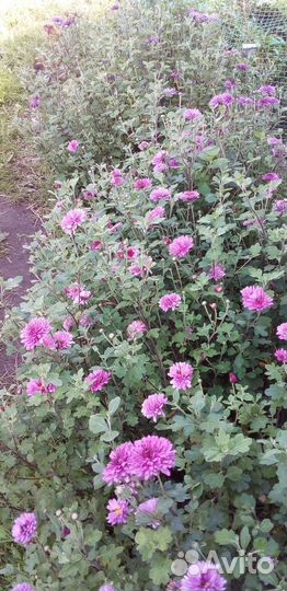 Хризантемы