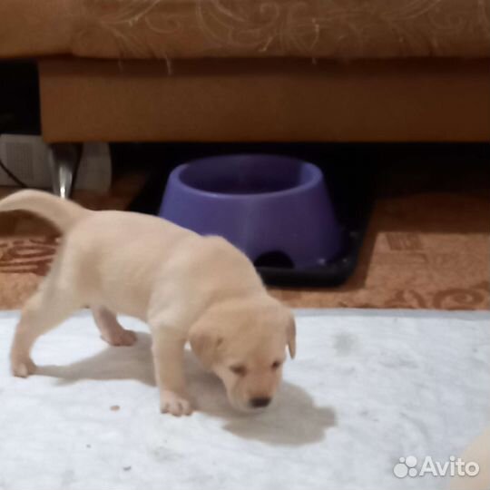 Лабрадор ретривер щенки