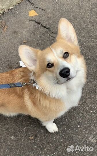 Вельш-корги пемброк кобель