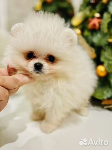 Щенки померанского шпица