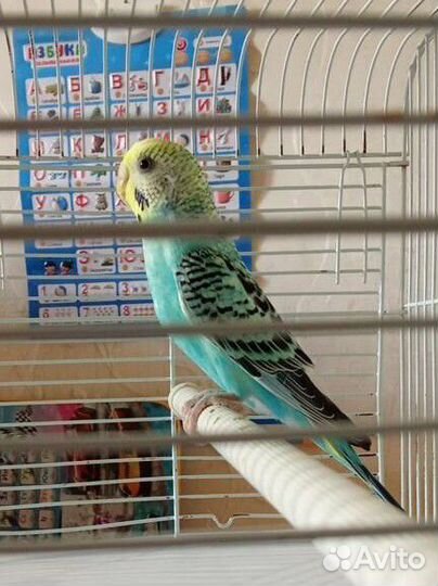 Волнистые попугаи