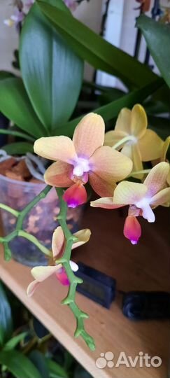 Орхидея фаленопсис