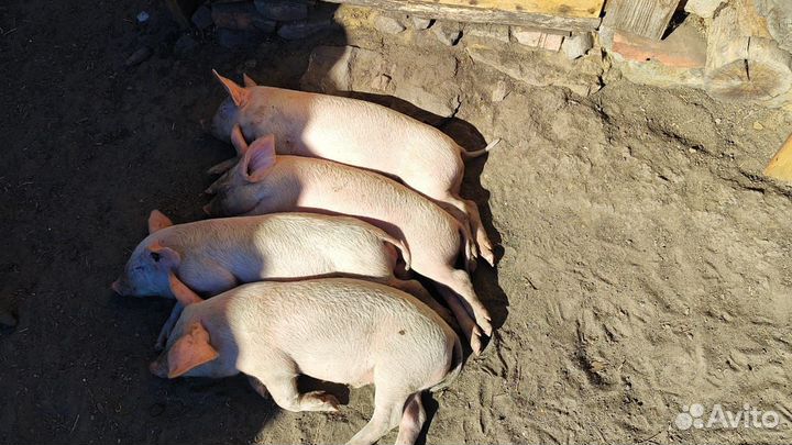 Поросята